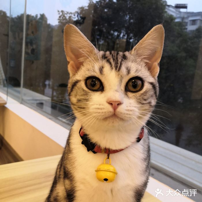 喵先森猫咖图片