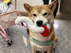 -樱桃家的宠物店(君安花园店)