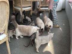 -共舞时光猫咖·狗咖(新街口店)