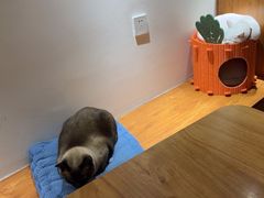 -有猫主题·治愈系猫咖(曾厝垵店)