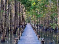 -桤木河湿地公园