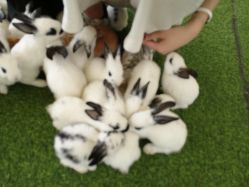 -萌宠亲子动物乐园(槐房万达店)