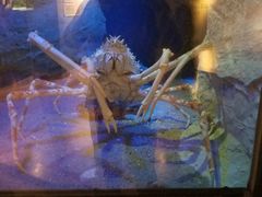 -西海国立公园九十九岛水族馆
