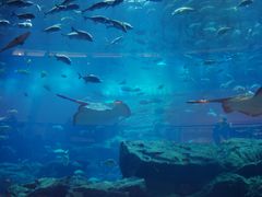-迪拜水族馆及水下动物园