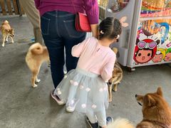 -柴犬高等学院·狗咖·柴犬售卖·宠物训练