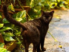 -槟城街头艺术街区