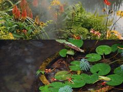 -深圳仙湖植物园