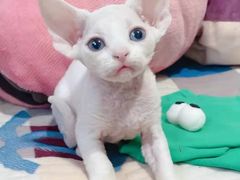 -十年猫舍·猫咪专门店(普陀店)