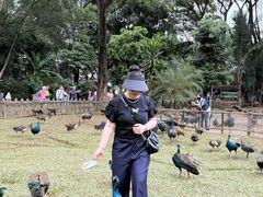 -西双版纳勐泐文化旅游区