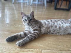-Cappucimeow猫咪咖啡馆(韦伯时代店)