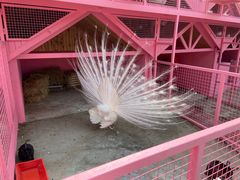 -momokira米努特·德文卷毛猫·棉花面纱犬