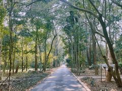 -中国科学院西双版纳热带植物园
