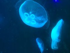 -锦艺城海洋馆