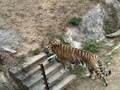 -深圳野生动物园