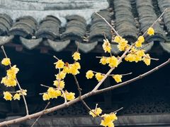 -常熟方塔园