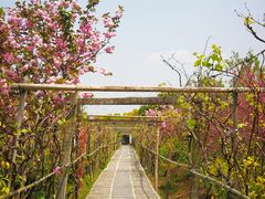 -南汇桃花村