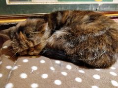 -more than meow吴止猫主题餐厅(承德 中船汇店)