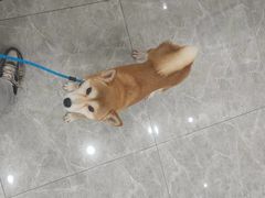 -艾贝尔宠物医院·宠保定点·超声绝育·免疫点(樱花路店)