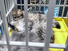 -藏猫猫咖啡主题馆(中央大道店)