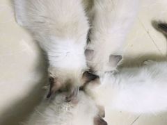 -瑞鹏宠物医院华南总院·夜诊·心脏科·骨科