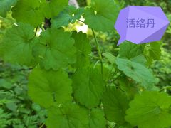 -老山国家森林公园