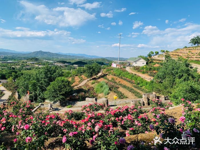 密云玫瑰情园图片