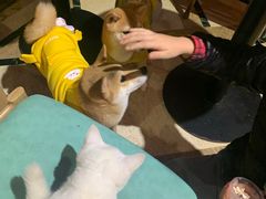 -猫色咖啡·猫咖