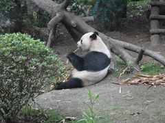 -成都动物园