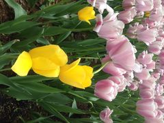 洛阳郁金香牡丹园-洛阳郁金香牡丹园