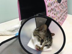 -纳吉亚猫专科动物医院博雅分院