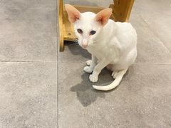-飞行喵MR PILOT|猫舍·猫咖(静安大融城店)