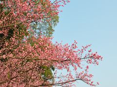 -望江楼公园