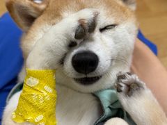 -柏萃动物医院·骨科·牙科