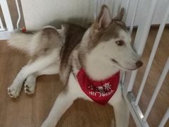 -Husky Go! 哈士奇体验馆·宠物咖啡厅狗咖
