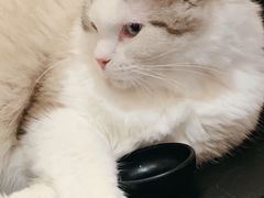 -滚猫咖啡·猫咖·猫友好撸猫(未来城店)