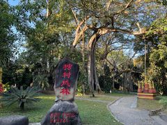 -瑞丽独树成林风景区