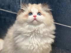 -猫十亿·布偶金渐层·曼基康矮脚猫舍(青年路店)