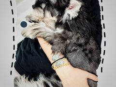 -翊宠yipet猫狗购宠庄园犬舍•猫舍