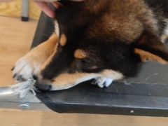 -南京Hallo宠物乐园·哈罗犬舍·柴犬繁育基地