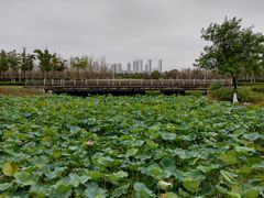 -尚贤河湿地