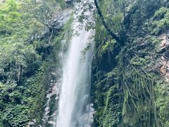 -莫里热带雨林景区