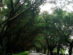 -大湾区中央湿地公园