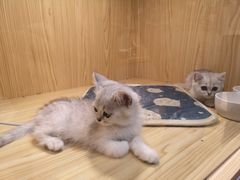 -屋虎猫馆(宝安大仟里店)