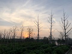 -上海崇明金茂凯悦酒店