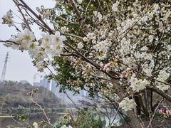 -重庆彩云湖湿地公园
