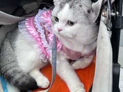 -帕帕拉兹宠物(亚洲旗舰店)