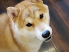 -豆柴町-柴犬主题狗咖(红鼎国际C座店)