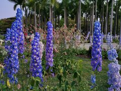 -深圳国际园林花卉博览园