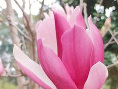 -中山市树木园