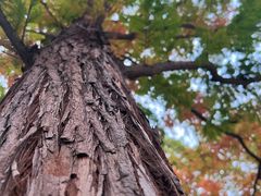 -白水寺森林公园